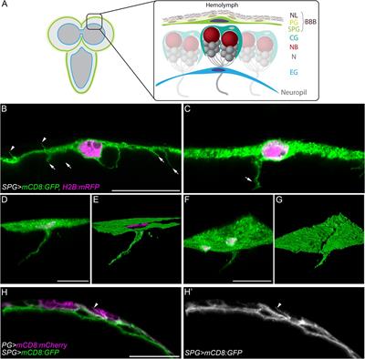 The Drosophila blood–brain barrier invades the nervous system in a GPCR-dependent manner